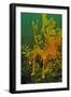 Leafy Sea Dragon-null-Framed Photographic Print