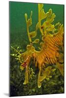 Leafy Sea Dragon-null-Mounted Photographic Print