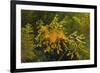 Leafy Sea Dragon-null-Framed Photographic Print