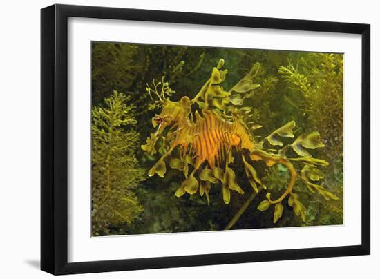 Leafy Sea Dragon-null-Framed Photographic Print