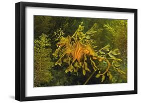 Leafy Sea Dragon-null-Framed Photographic Print