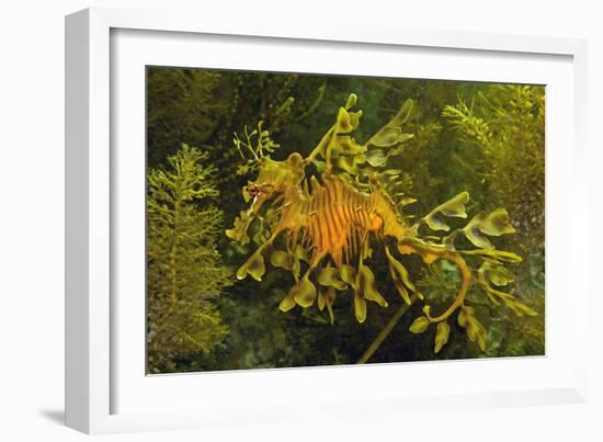 Leafy Sea Dragon-null-Framed Photographic Print