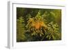 Leafy Sea Dragon-null-Framed Photographic Print