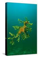 Leafy Seadragon an Example of Brilliant Camouflage-null-Stretched Canvas