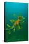 Leafy Seadragon an Example of Brilliant Camouflage-null-Stretched Canvas