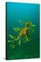 Leafy Seadragon an Example of Brilliant Camouflage-null-Stretched Canvas