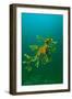 Leafy Seadragon an Example of Brilliant Camouflage-null-Framed Premium Photographic Print