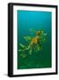 Leafy Seadragon an Example of Brilliant Camouflage-null-Framed Premium Photographic Print