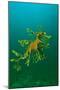 Leafy Seadragon an Example of Brilliant Camouflage-null-Mounted Premium Photographic Print