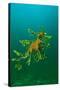 Leafy Seadragon an Example of Brilliant Camouflage-null-Stretched Canvas