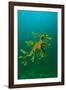 Leafy Seadragon an Example of Brilliant Camouflage-null-Framed Photographic Print