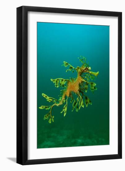 Leafy Seadragon an Example of Brilliant Camouflage-null-Framed Photographic Print