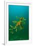 Leafy Seadragon an Example of Brilliant Camouflage-null-Framed Photographic Print