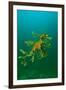 Leafy Seadragon an Example of Brilliant Camouflage-null-Framed Photographic Print