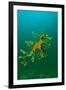 Leafy Seadragon an Example of Brilliant Camouflage-null-Framed Photographic Print