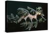 Leafy Seadragon Endemic to Southern Australia-null-Stretched Canvas