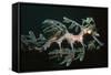 Leafy Seadragon Endemic to Southern Australia-null-Framed Stretched Canvas