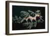 Leafy Seadragon Endemic to Southern Australia-null-Framed Photographic Print