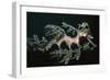 Leafy Seadragon Endemic to Southern Australia-null-Framed Photographic Print