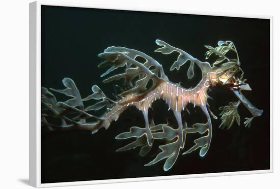 Leafy Seadragon Endemic to Southern Australia-null-Framed Photographic Print