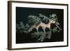 Leafy Seadragon Endemic to Southern Australia-null-Framed Photographic Print