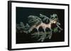 Leafy Seadragon Endemic to Southern Australia-null-Framed Photographic Print