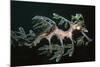 Leafy Seadragon Endemic to Southern Australia-null-Mounted Photographic Print