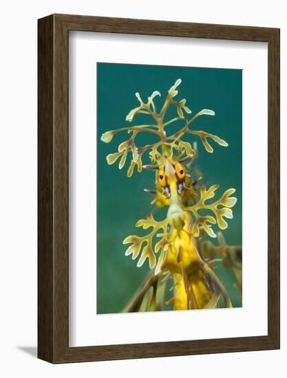 Leafy Seadragon (Phycodurus Eques). Wool Bay Jetty, Edithburgh, Yorke Peninsula, South Australia-Alex Mustard-Framed Photographic Print