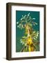 Leafy Seadragon (Phycodurus Eques). Wool Bay Jetty, Edithburgh, Yorke Peninsula, South Australia-Alex Mustard-Framed Photographic Print