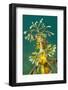 Leafy Seadragon (Phycodurus Eques). Wool Bay Jetty, Edithburgh, Yorke Peninsula, South Australia-Alex Mustard-Framed Photographic Print