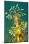 Leafy Seadragon (Phycodurus Eques). Wool Bay Jetty, Edithburgh, Yorke Peninsula, South Australia-Alex Mustard-Mounted Photographic Print