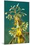 Leafy Seadragon (Phycodurus Eques). Wool Bay Jetty, Edithburgh, Yorke Peninsula, South Australia-Alex Mustard-Mounted Photographic Print