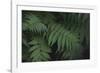 Leafy V-Elizabeth Urquhart-Framed Photographic Print