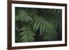 Leafy V-Elizabeth Urquhart-Framed Photographic Print