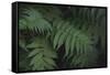 Leafy V-Elizabeth Urquhart-Framed Stretched Canvas