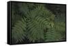 Leafy VI-Elizabeth Urquhart-Framed Stretched Canvas