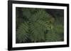 Leafy VI-Elizabeth Urquhart-Framed Photographic Print