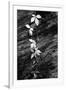 Leafy Vine on Fallen Tree Trunk-Anna Miller-Framed Photographic Print