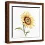 Brown Frame