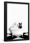 Essential Black