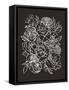 Framed Canvas