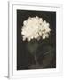 Gramercy White