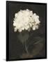 Gramercy Black