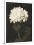 Gramercy White
