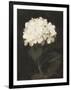Gramercy Black