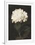 Gramercy White