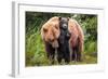 Lean on Me (Brown Bear and Cub)-Art Wolfe-Framed Giclee Print