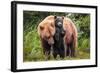 Lean on Me (Brown Bear and Cub)-Art Wolfe-Framed Giclee Print