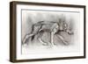 Lean Pup (Arabian Wolf), 2009-Mark Adlington-Framed Giclee Print