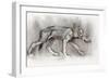 Lean Pup (Arabian Wolf), 2009-Mark Adlington-Framed Giclee Print